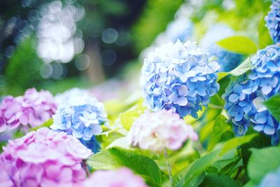 Close-up of hydrangea blooming outdoors