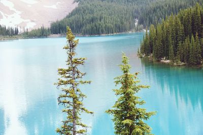 Scenic view of lake by trees in forest