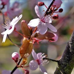 Close-up of plum blossom