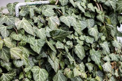 Full frame shot of leaves