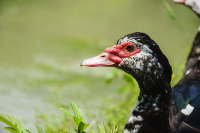 Close-up of bird