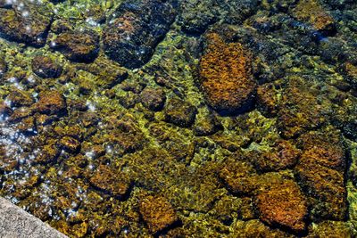 Full frame shot of coral in sea