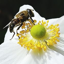 Close-up of white flowers