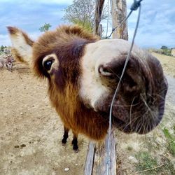 Close-up of donkey standing on field against sky