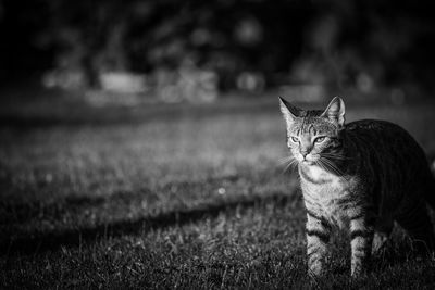 Portrait of a cat on field