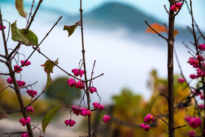 Low angle view of pink flowering plants