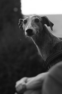 Close-up of dog looking away