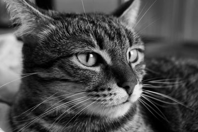 Close-up of a cat looking away