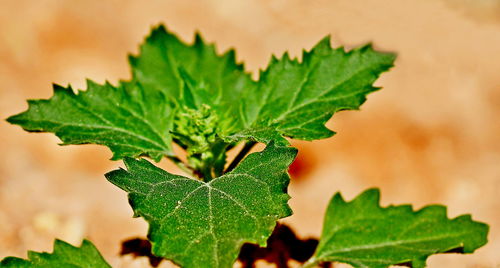 Close-up of green leaves