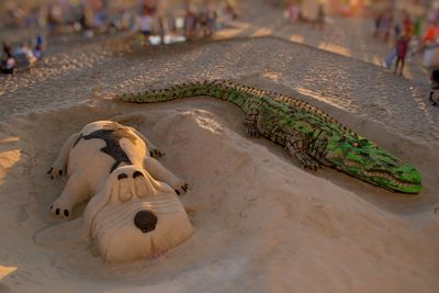 High angle view of lizard on the shore