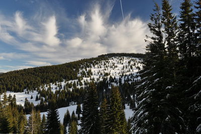 View of trees in forest against cloudy sky