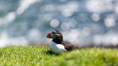 Close-up of a bird on field