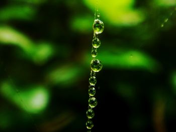 Close-up of water drop on leaf