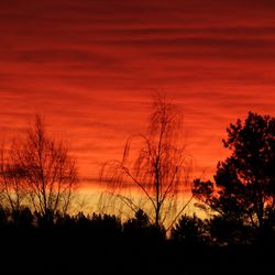 Silhouette of trees at sunset