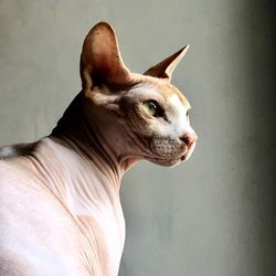 Close-up of a dog looking away