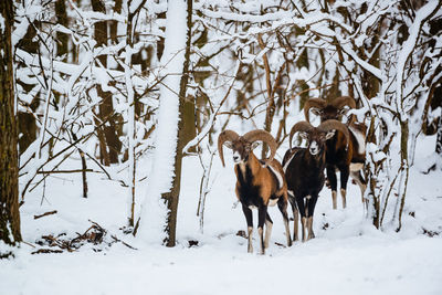 View of horse on snow covered land