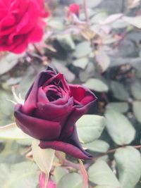 Close-up of pink rose