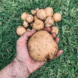 Close-up of hand holding bread on grass
