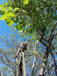 Low angle view of bird perching on tree against sky