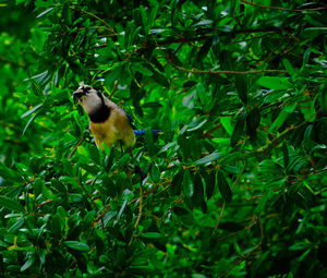 Bird perching on a tree