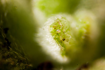 Close-up of white flowers