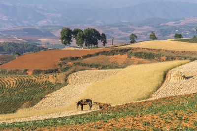 Scenic view of agricultural field