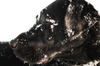 Close-up of black dog against sky