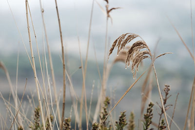 Close-up of grass against sky