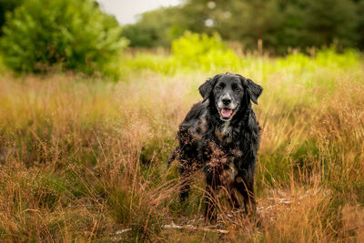 Dog running on grass