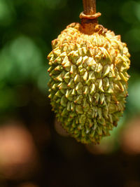 Close-up of flowering plant