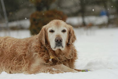Portrait of a dog on snow