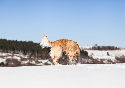 Horse on snowy landscape against clear sky