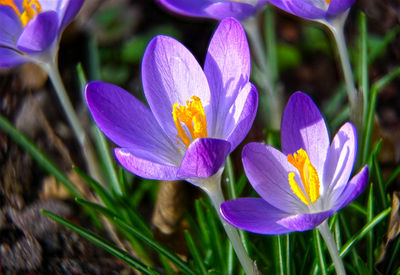 Close-up of purple crocus flowers