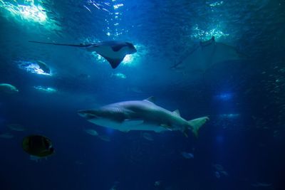 Fish swimming in aquarium