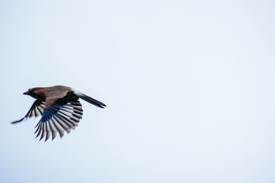 Bird flying in the sky