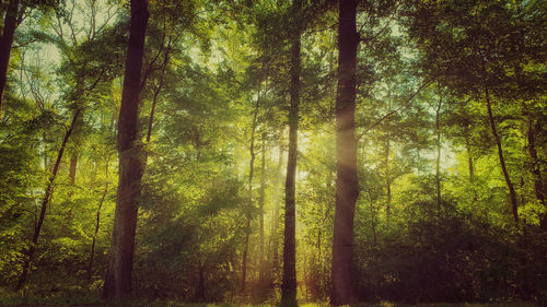 Sunlight streaming through trees in forest