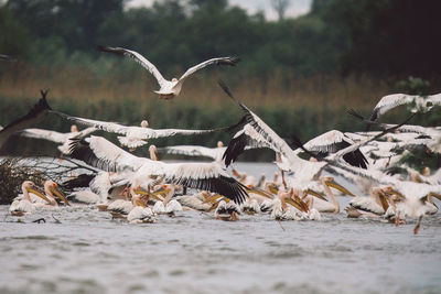 Flock of seagulls