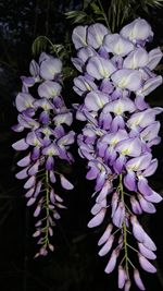 Close-up of purple flowers blooming outdoors