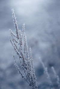 Frozen plants