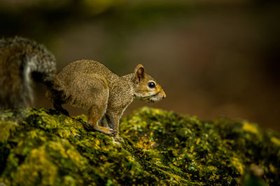 Close-up of squirrel