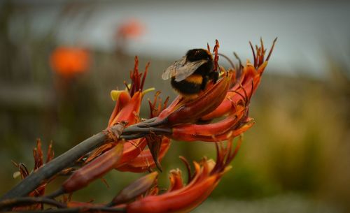 Close-up of red flower