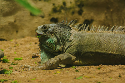 Iguana on the branches iguana is a resident of central and south america. 
