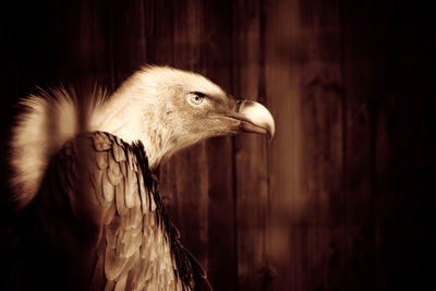 Vulture against wooden wall