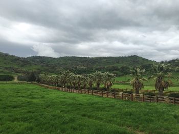 Scenic view of agricultural field against sky