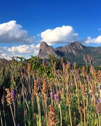 Scenic view of flowering plants on field against sky