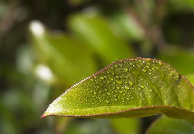 Close-up of wet plant leaves