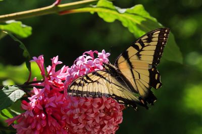 Close-up of butterfly pollinating on pink flower