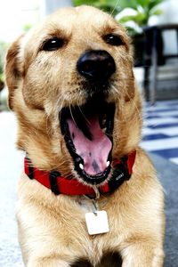 Close-up portrait of a dog