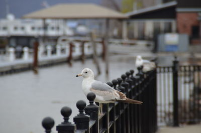 Pigeon perching on railing