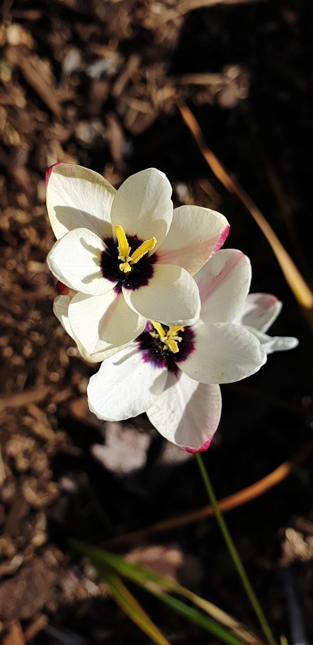 CLOSE-UP OF WHITE CHERRY BLOSSOM